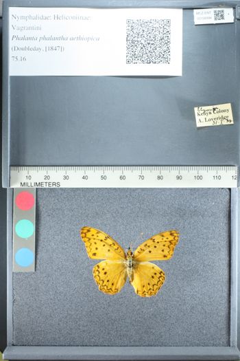 Media type: image;   Entomology 158994